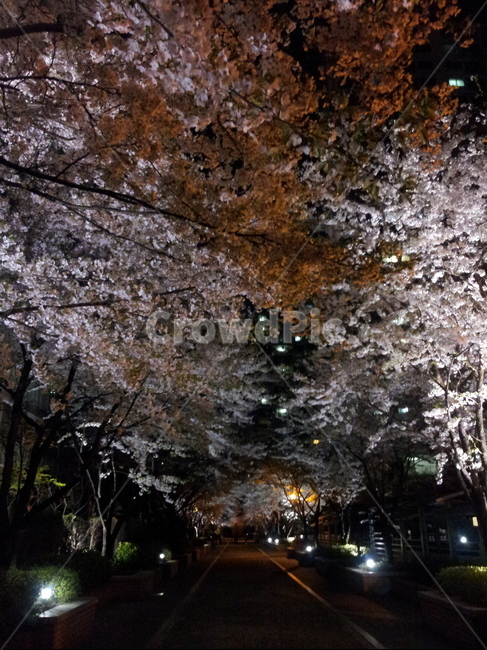 밤벚꽃,벚꽃놀이,벚꽃길,봄놀이,봄길,봄벚꽃,벚꽃야경,식물,자연,plants,nature,꽃,flower