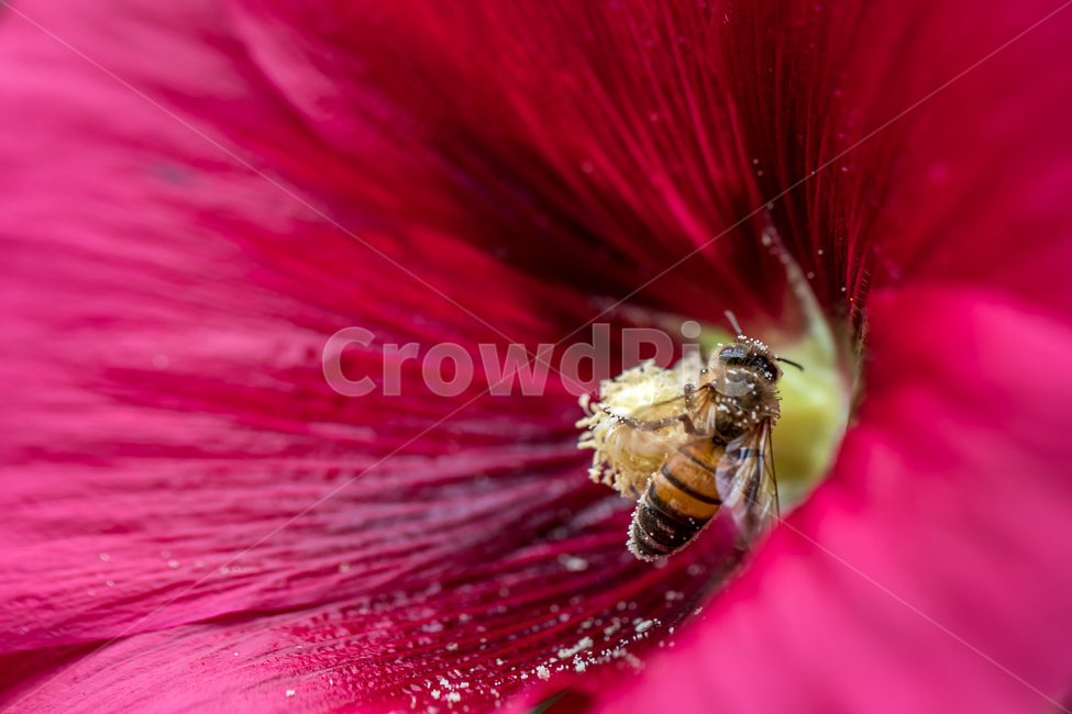 자연,꽃,접시꽃,접사,벌,꿀벌,마크로,꽃가루,꽃수술,꽃잎,nature,flower,macro,bee,식물,자연,plants,nature,꽃,flower,동물,animal,곤충,벌레,insect,bug