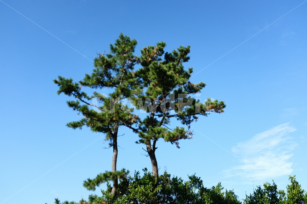 제주,하늘,나무,자연,환경,자연,풍경,nature,landscape,tree,plant,식물