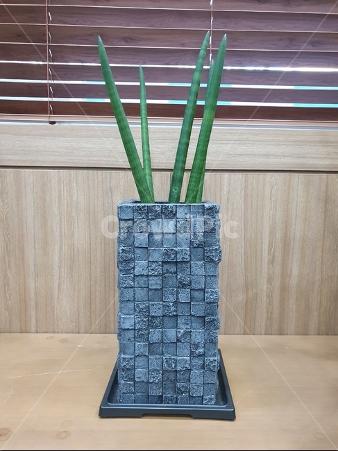 화분,선인장,식물,plant,받침대,뾰족함,네모,사각형,녹색,하늘색