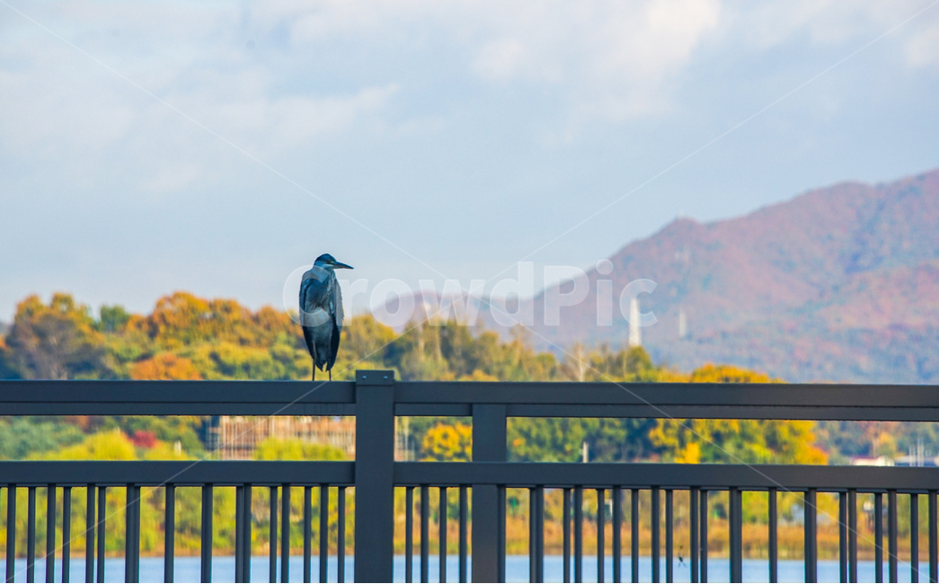 새,조류,철새,가을,단풍,다리,난간,동물,가을,계절,fall,autumn,season,동물,animal,조류,새,birds,railing,bird