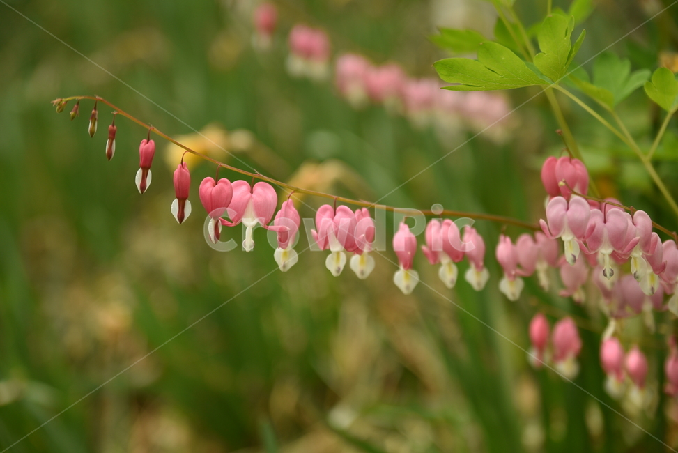 점점,꽃,종,달랑달랑,봄,식물,자연,plants,nature,꽃,flower