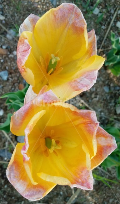 튤립,tulip,백합과,식물,꽃,구근초,여러해살이화초,노란색꽃
