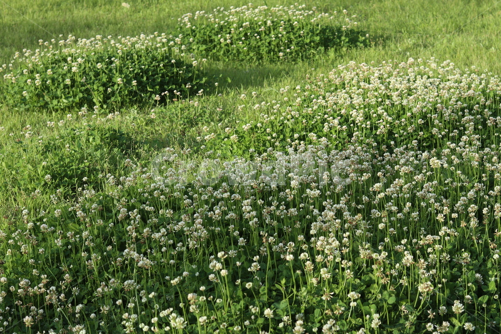 토끼풀,초록,흰색,풍경,봄,햇빛,식물,자연,plants,nature,꽃,flower