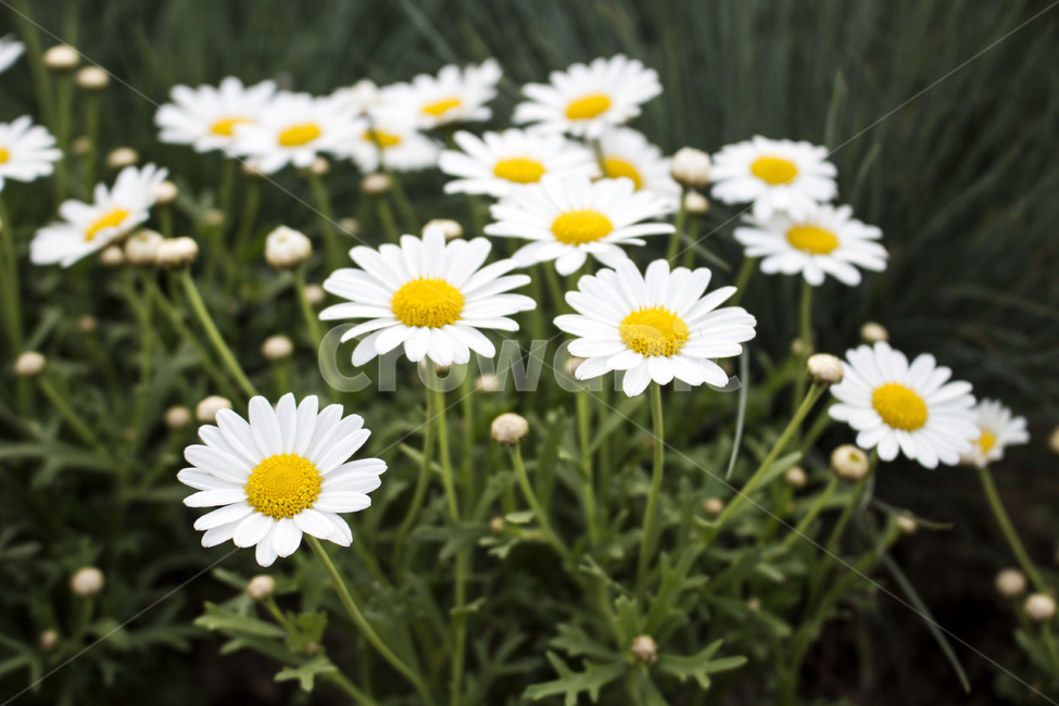 flower,식물,꽃,데이지,daisy