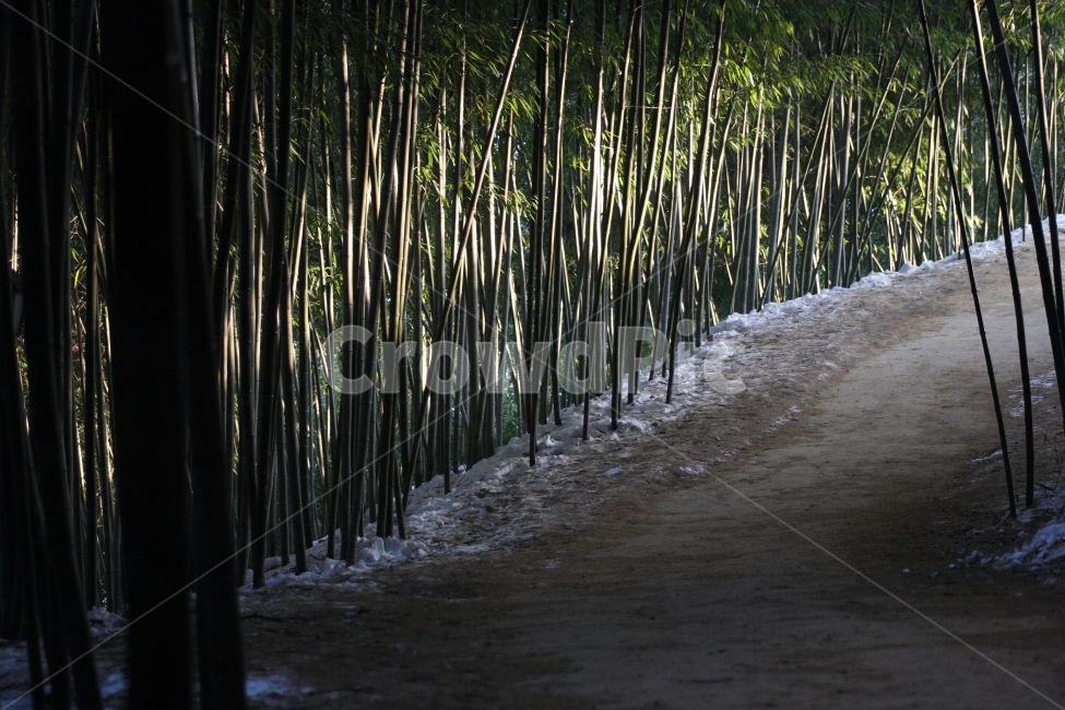 담양,대나무,죽녹원,겨울,여행,자연,풍경,nature,landscape,plant,식물,bamboo