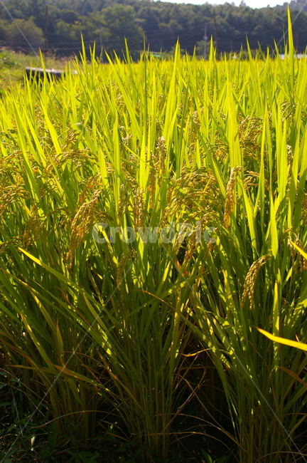 벼,논,벼농사,농사,들판,가을,추수,쌀,곡류,곡식,cereals