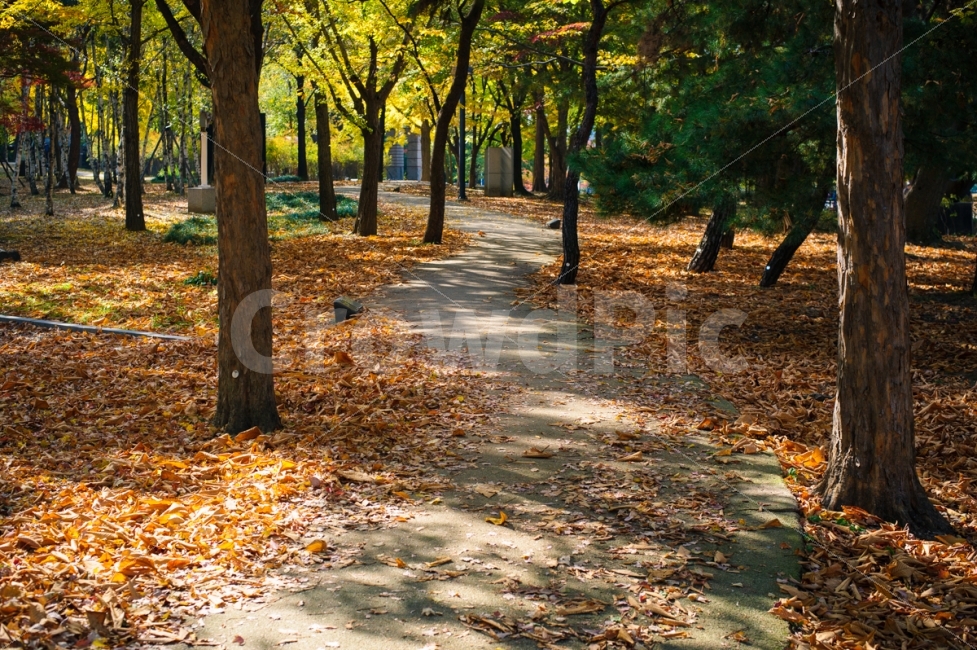 가을,올림픽공원,낙엽,단풍,길,오솔길,감성사진,빛,오후,가을,계절,fall,autumn,season,자연,풍경,nature,landscape,식물,plants,나무,trees,wood,tree,plant,tree trunk,나무 줄기,leaf,잎