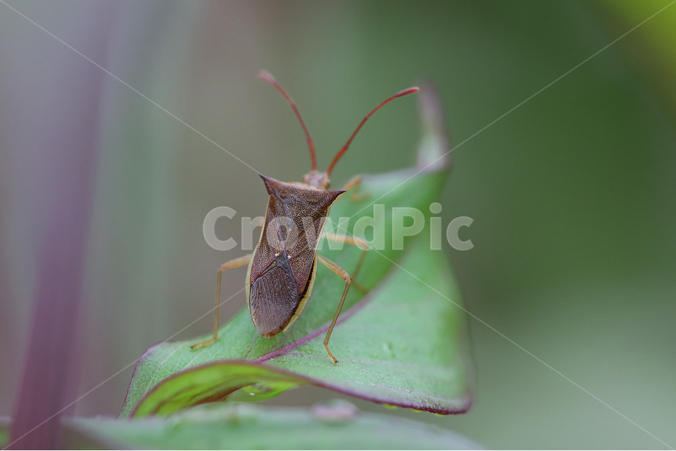서울숲,곤충,자연,flower,insect,bug,nature,식물,자연,plants,nature,동물,animal,곤충,벌레,insect,bug