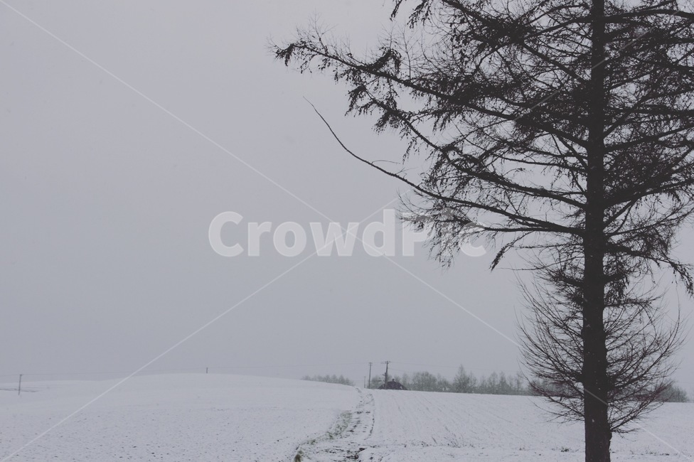 홋카이도,눈,일본,비에이,나무,japan,hokkaido,snow,nature,winter