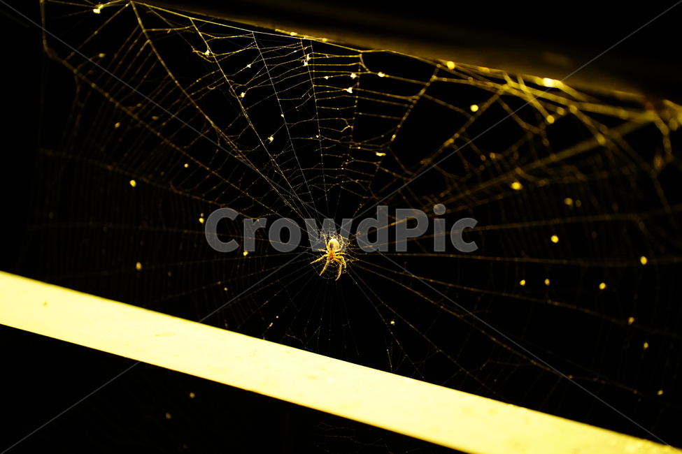 거미,spider,balck,거미줄,cobweb,web,spiderweb,동물,animal,곤충,벌레,insect,bug