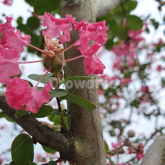 plant,식물,flower,blossom,꽃,분홍색,핑크