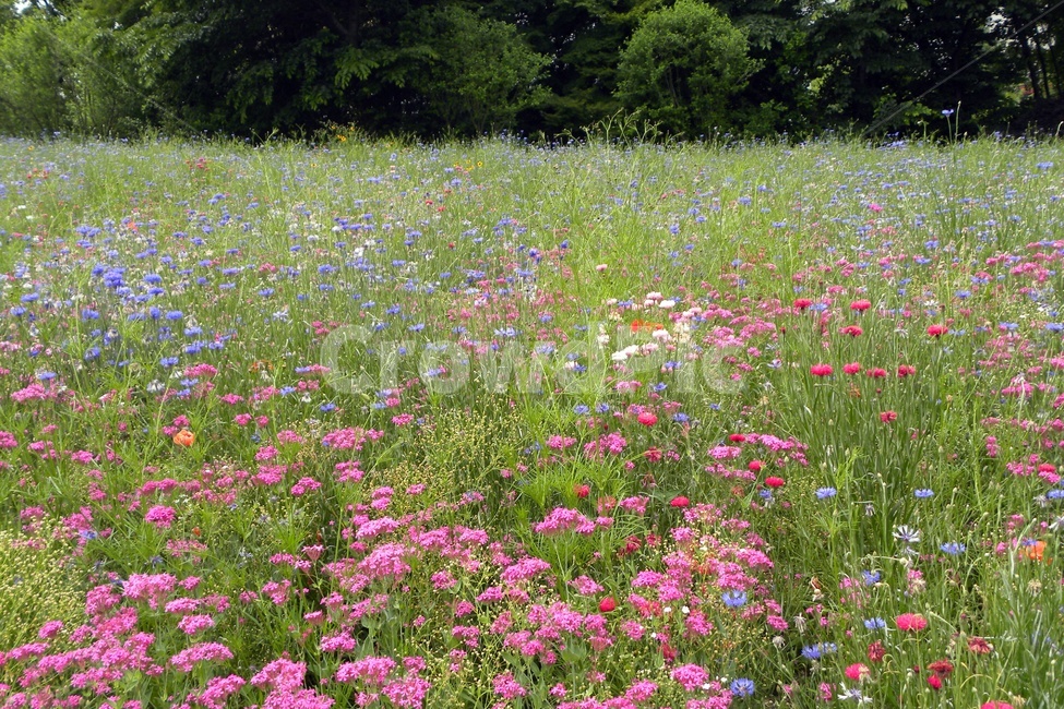 정원,꽃초원,전원,향기,들꽃,야생화,식물,자연,plants,nature,꽃,flower