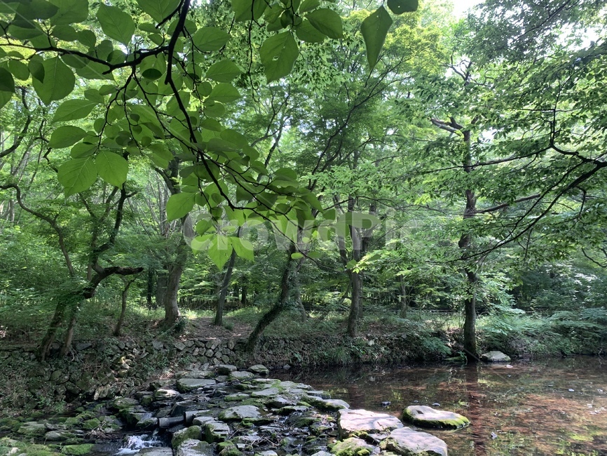 water,물,outdoors,자연,nature,계곡,조화,여름,시원함
