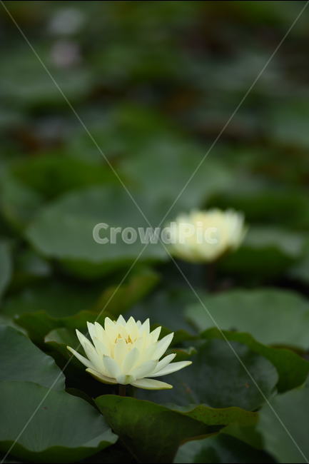 꽃,연꽃,식물,여름,연잎,식물,자연,plants,nature,꽃,flower