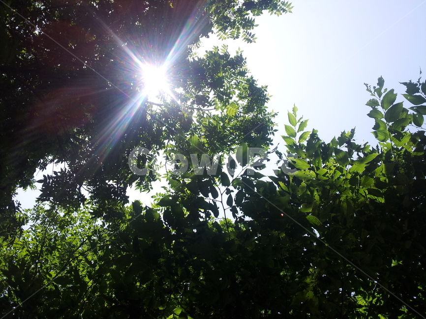 light,빛,flare,플레어,햇살