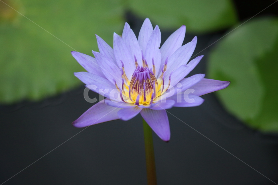 plant,식물,flower,꽃,수련,식물,자연,plants,nature
