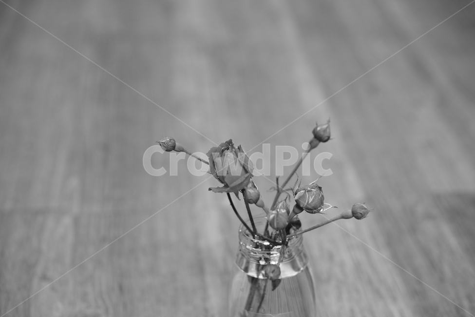 흑백,장미,생화,조화,화분,rose,flower,blackandwhite,plant,꽃병