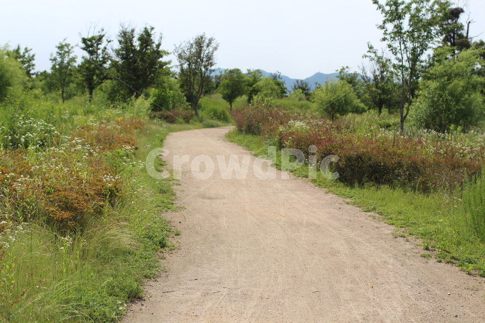 숲길,길,자연,식물,풍경,힐링,곡선길,맑음,nature,road,wood,grass