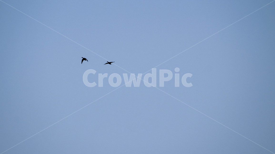 새,animal,동물,flying,bird