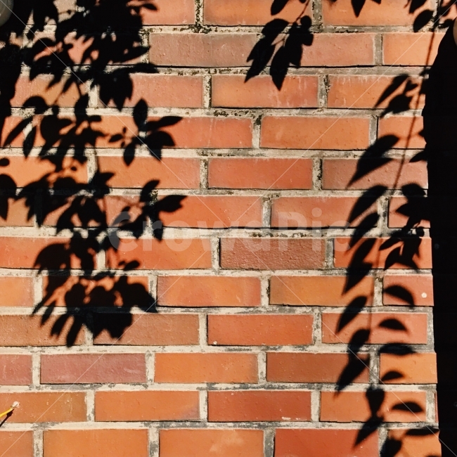 그림자,담쟁이,벽돌,느낌,사진,식물,자연,plants,nature,실루엣,그림자,silhouette,shadow