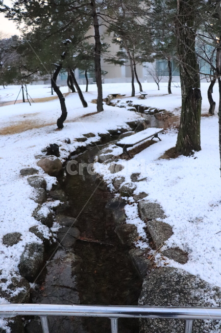 눈덮인,소나무,설경,겨울,감성,winter,season,식물,자연,풍경