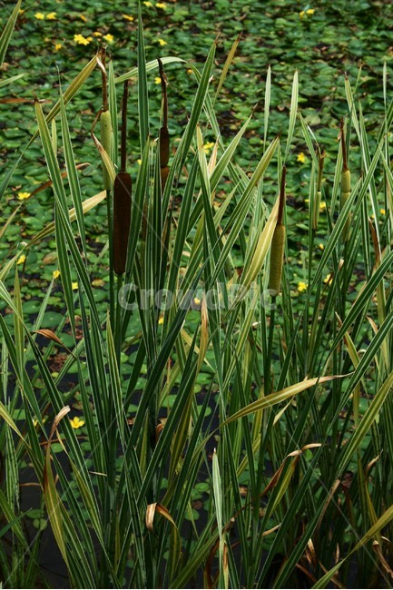 무늬부들,부들과,여러해살이풀,수생식물,관상식물,식물,자연,plants,nature