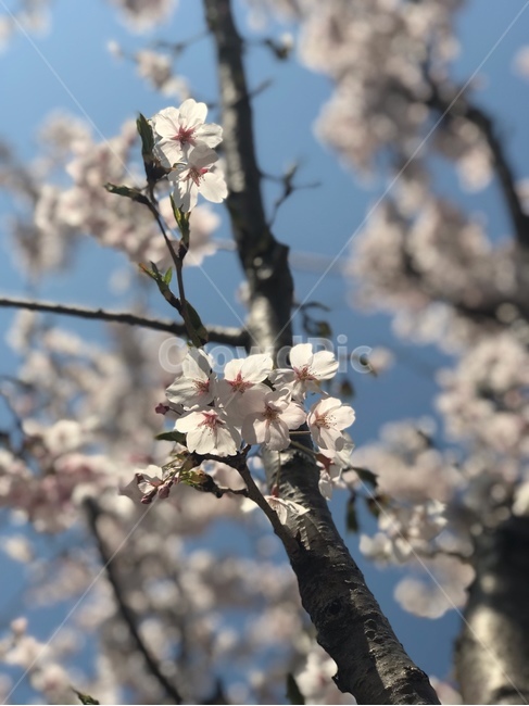 벚꽃,cherryblossoms,꽃,flower,봄,spring,식물,자연,plants,nature,꽃,flower