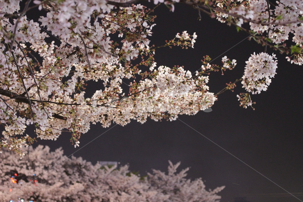 밤,벚꽃,꽃,달빛,sakura