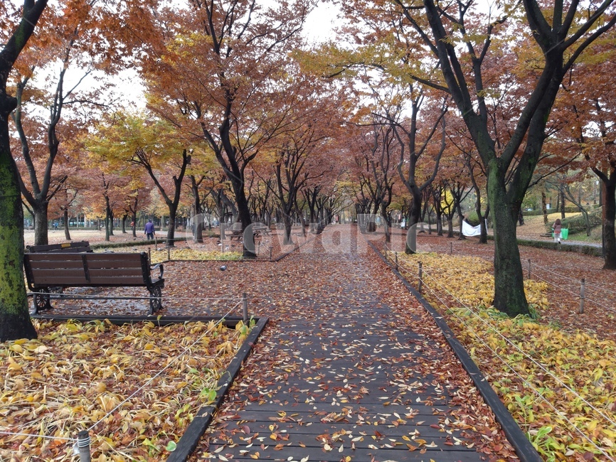 숲길,가을,나뭇잎,벤치,bench,tree,treetrunk,길,나무줄기,의자,chair