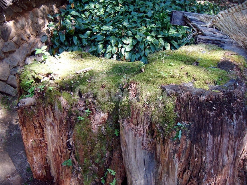 자연,산,숲,시골,나무,이끼,괴목,식물,자연,plants,nature