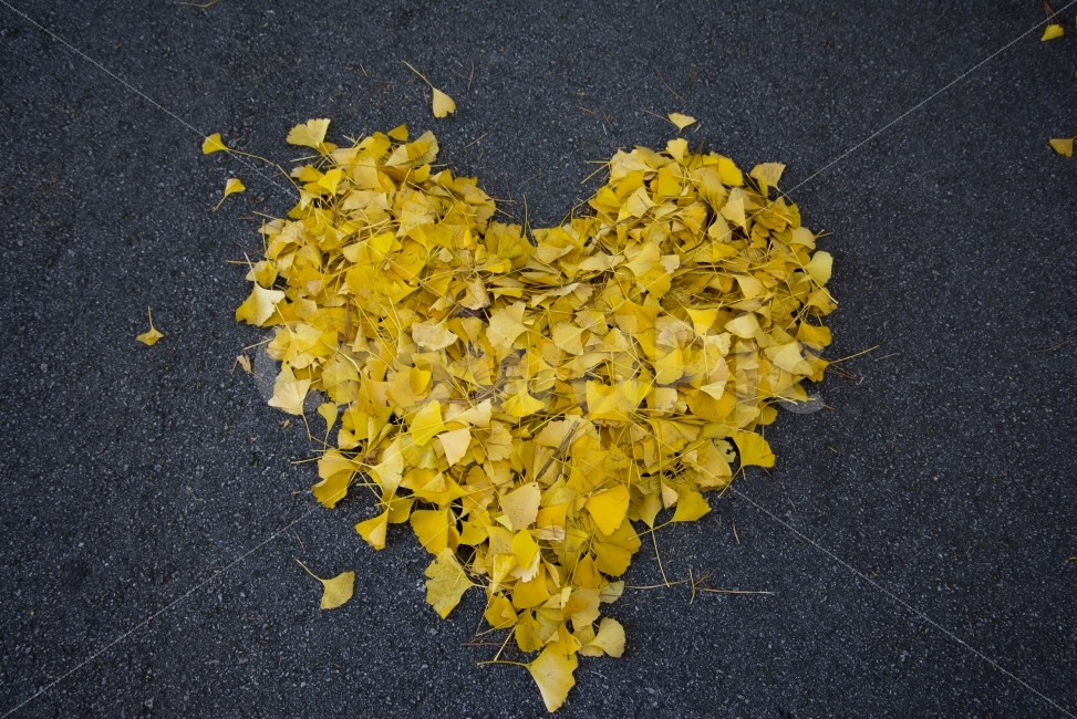 하트,낙엽,은행,나무,노랑,가을,계절,fall,autumn,season,식물,자연,plants,nature,감정표현,기분,feeling,emotion,petal,꽃잎,flower,꽃,plant,blossom