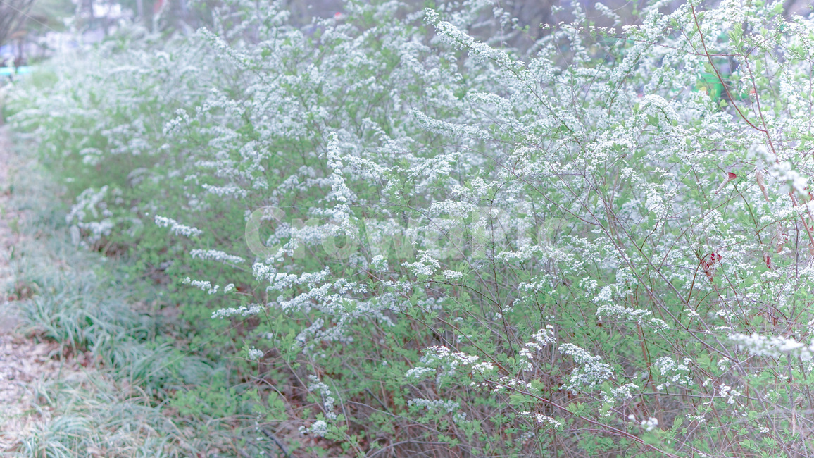 조팝나무,조팝나무꽃,꽃,하얀꽃,꽃나무,정원,자연,초록,식물,bridalwreath,flower,garden,plant,nature,green,greenery,white,식물,자연,plants,nature,꽃,flower