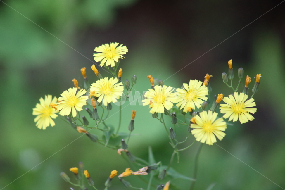 고들빼기,꽃,봄,약용식물,youngiasonchifolia