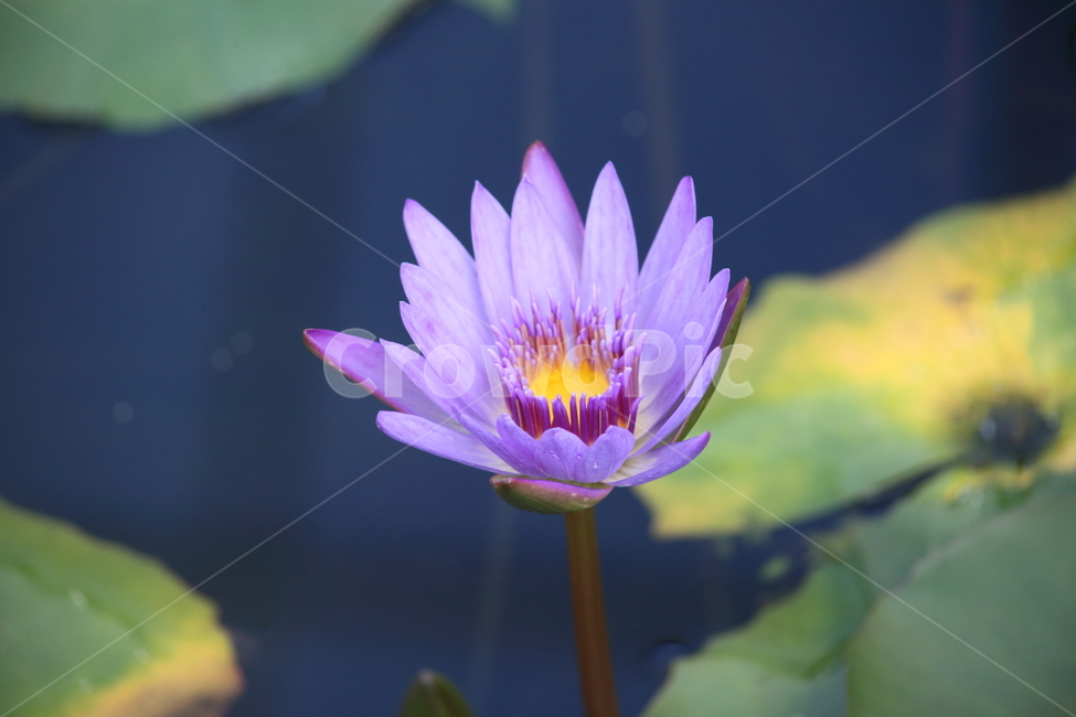 수련,연,꽃,수생식물,waterlily,식물,자연,plants,nature,꽃,flower
