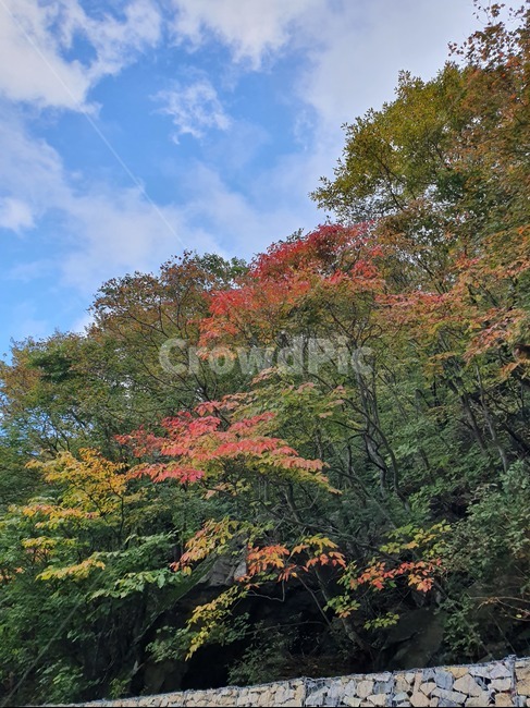 단풍,가을,낙엽,신불산단풍,10월,가을,계절,fall,autumn,season,tree,나무,plant,식물,maple