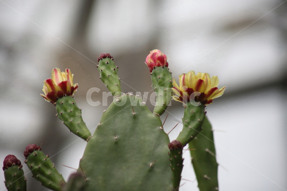 손바닥선인장,꽃,부채선인장,선인장,indianpricklypear