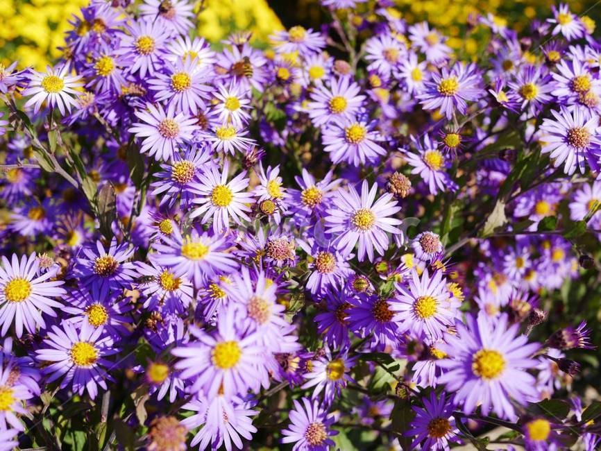 꿀벌,국화꽃,국화,꽃,plant,식물,flower,chrysanthemumflower