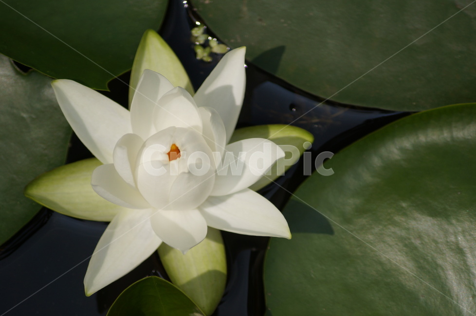 꽃,flower,식물,plant,연꽃,식물,자연,plants,nature,꽃,flower