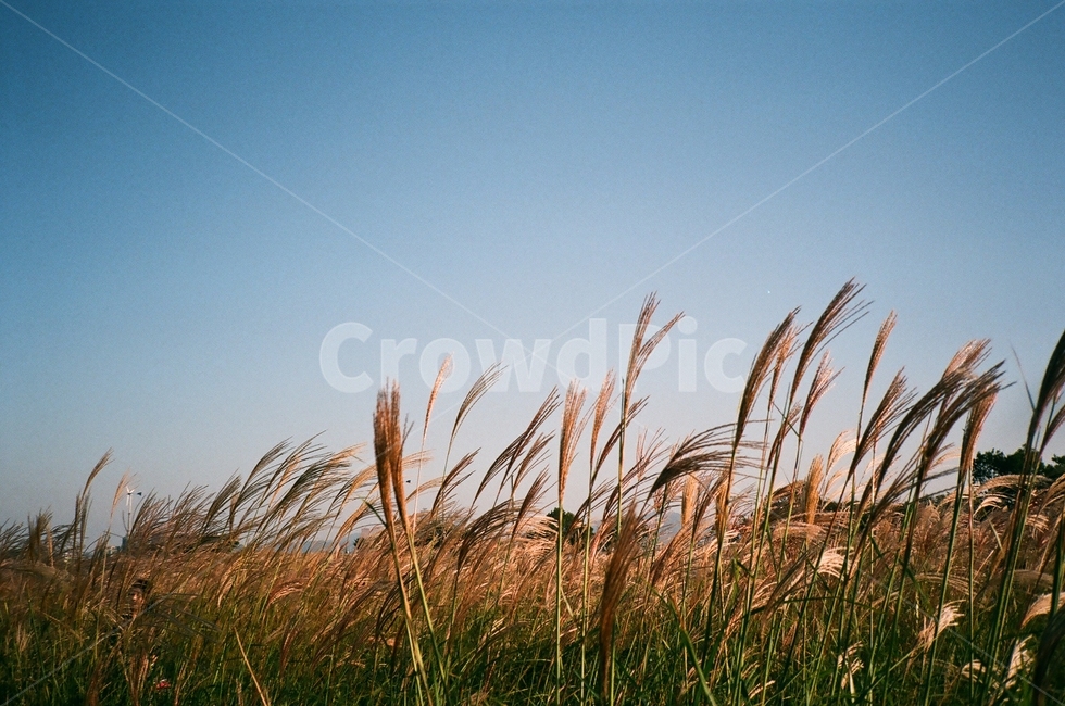 하늘공원,억새,풍경,하늘,필름사진,운치있는,아날로그,grass,plant,식물,lawn,잔디,reed,갈대,analog,filme,filmephotography,가을,계절,fall,autumn,season