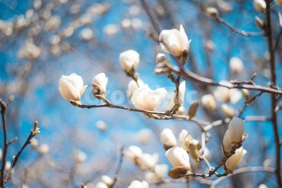 목련,목련나무,봄꽃,식물,나무,봄,계절,spring,season,식물,자연,plants,nature,꽃,flower,plant