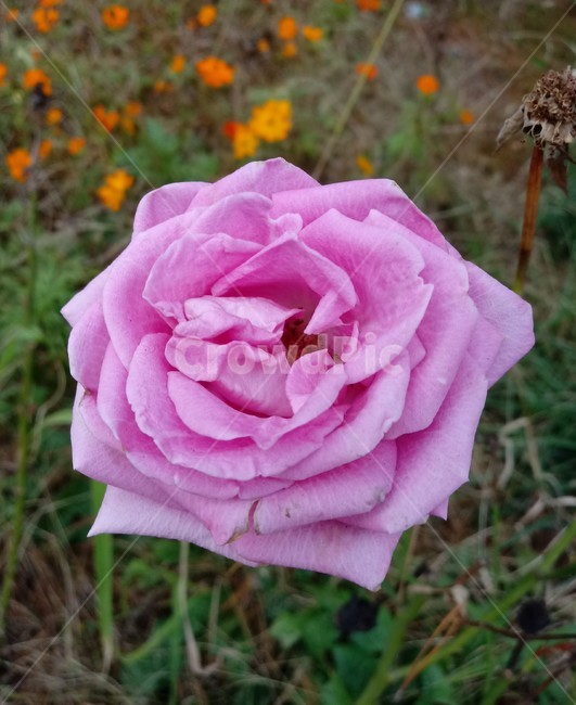 장미,꽃,식물,rose,flower,blossom,plant,분홍색장미,장미꽃