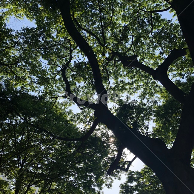 나무,나뭇잎,여름,공원,초록색,감성사진