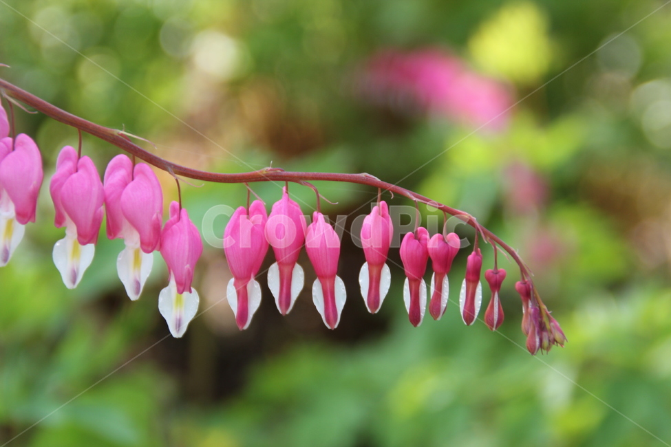 야생화,분홍꽃,봄꽃,배경,배경화면,식물,자연,plants,nature,꽃,flower