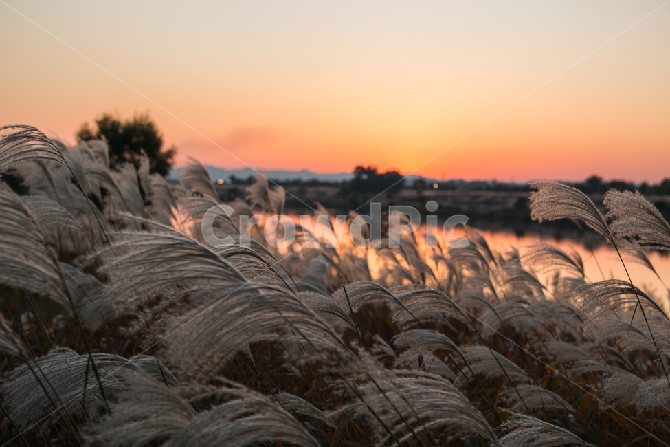 노을,갈대,억새,풍경,강변,산책,가을,자연,풍경,nature,landscape,식물,plants,plant,grass,잔디,lawn,reed
