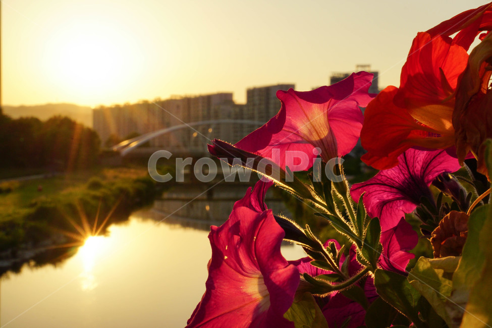일몰,꽃,노을,풍경,한국자연풍경,붉은꽃,아웃포커스,분위기,빨간꽃,sunset,flower,emotional,붉은하늘,식물,강,햇빛,춘천,나팔꽃,식물,자연,plants,nature,꽃,flower
