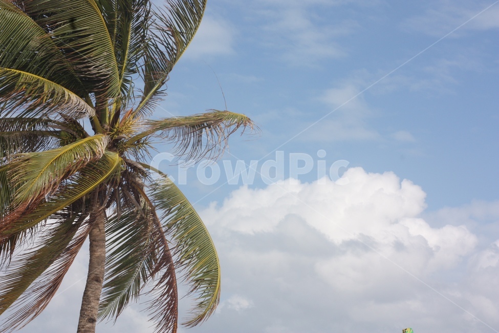 해변,beach,야자수,보라카이,boracay,자연,구름,나무,trees,wood
