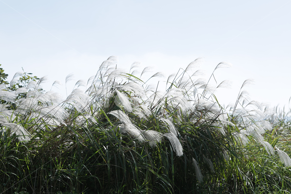 plant,식물,grass,갈대,낙동강,하구언,가을,계절,fall,autumn,season,잔디,lawn,reed