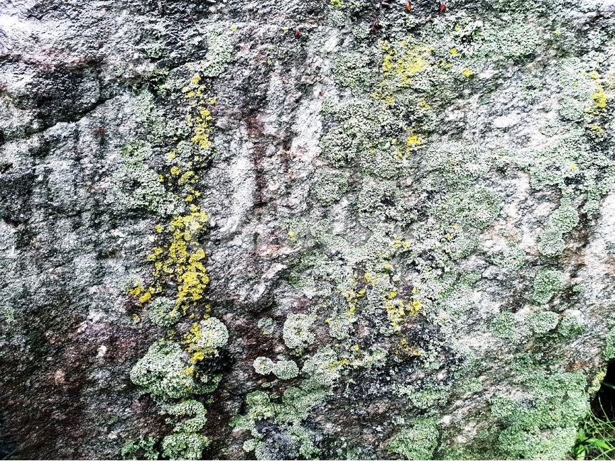 이끼,자연,식물,바위,배경,moss,nature,flora,rock,background,자연,풍경,nature,landscape,록
