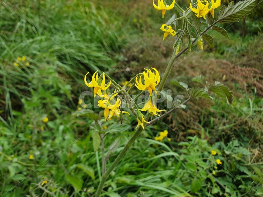 식물,토마토,노란색,꽃,flower,plant,식물,자연,plants,nature